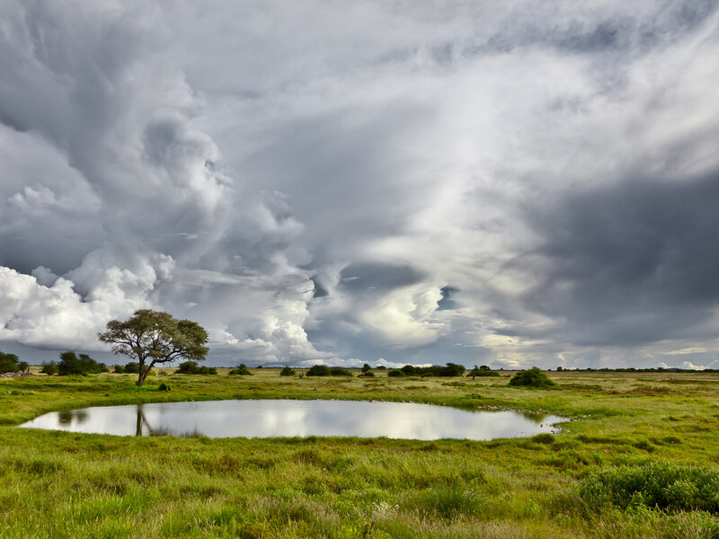 Tree Near Pond in Field