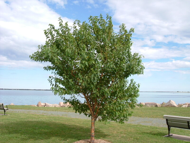 Tree Near Water