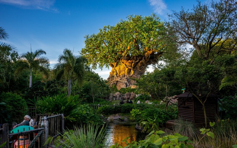 Tree of Life Attraction — Green, Serene, Sunset