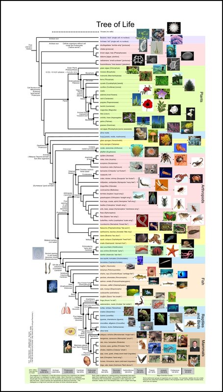 Tree of Life diagram