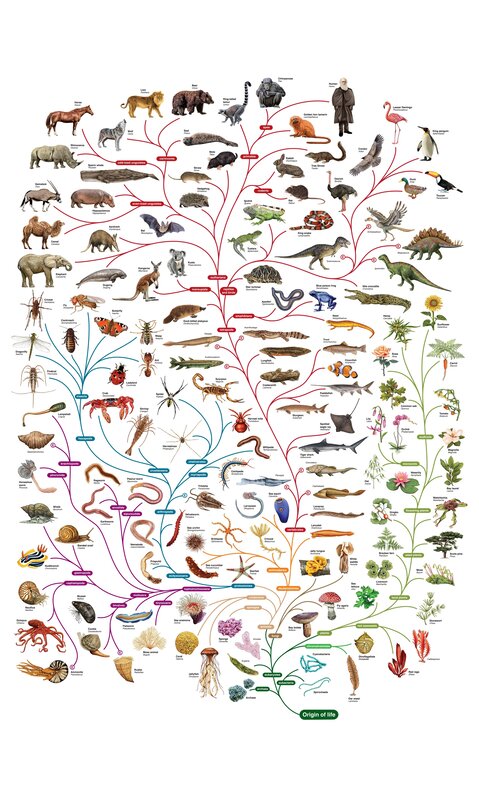 Tree of Life diagram