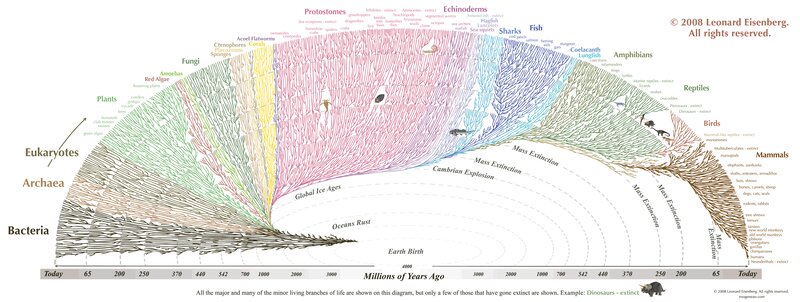 Tree of Life Diagram — Green