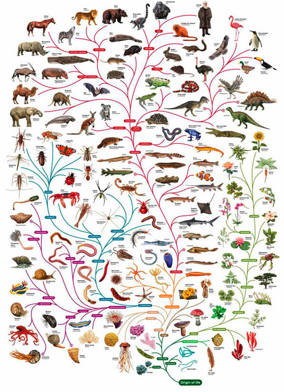 Tree of Life diagram