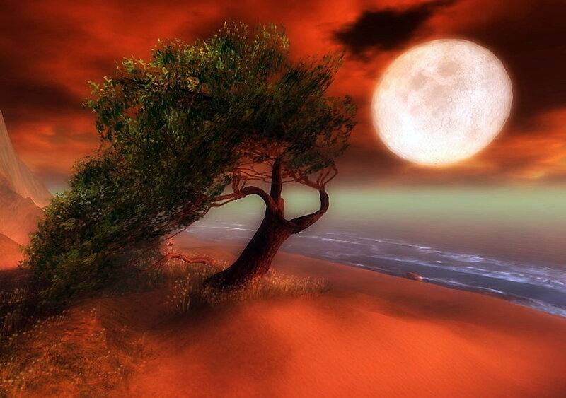 Tree on a Beach