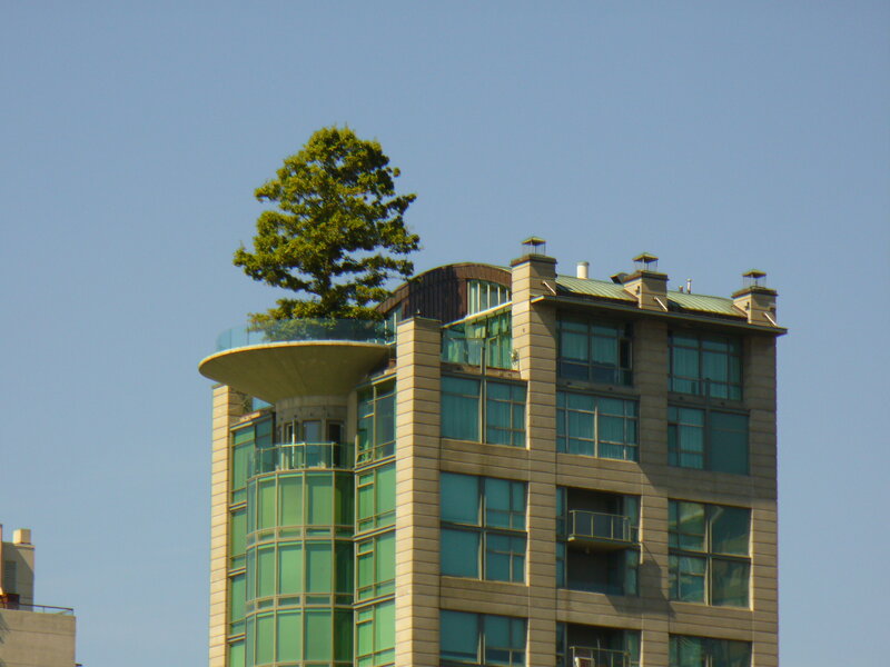 Tree on a building rooftop