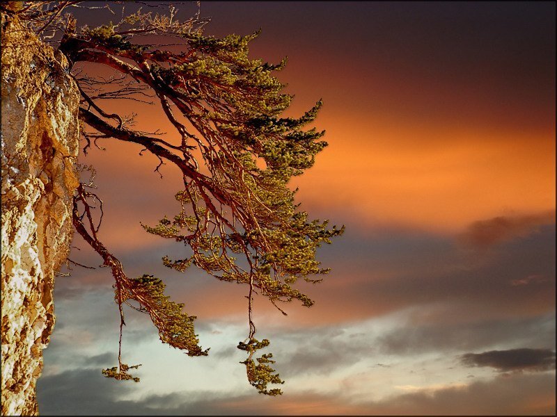 Tree on a cliff at sunset