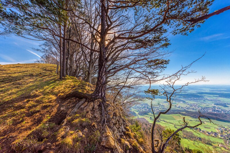 Tree on a Cliff Edge