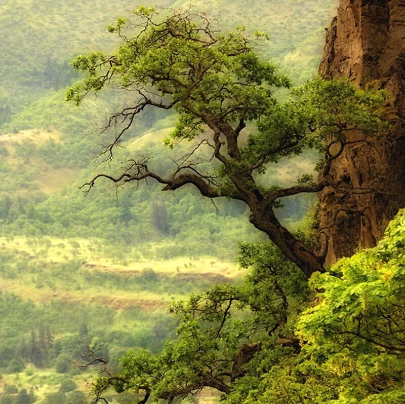 Tree on a Cliff — Green, Serene