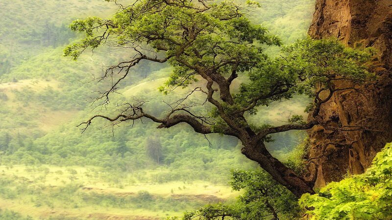 Tree on a cliff overlooking a valley