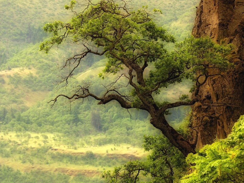 Tree on a cliff overlooking a valley