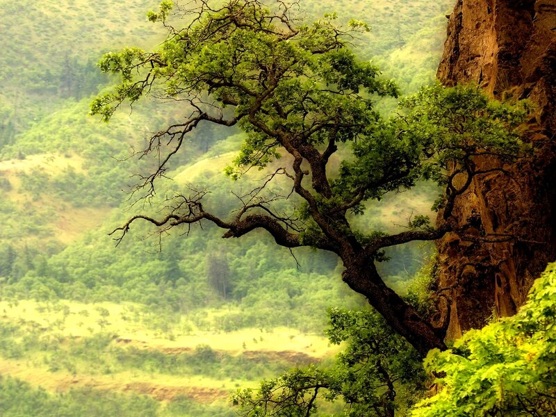 Tree on a cliffside