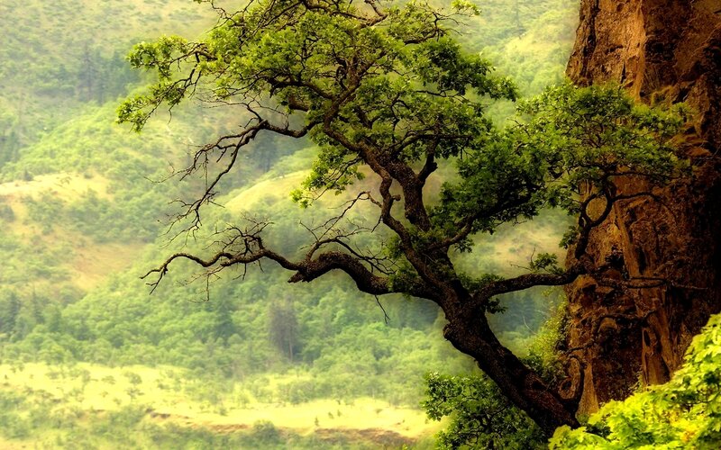 Tree on a cliffside