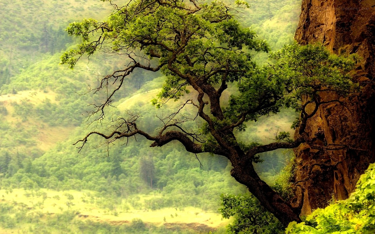 Tree on a cliffside