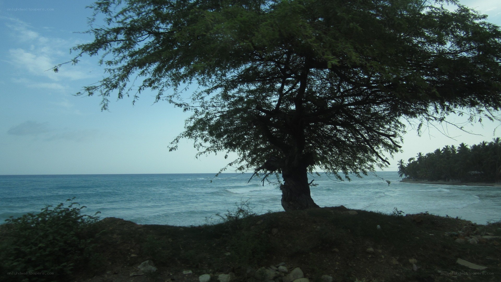 tree on a coastal hill