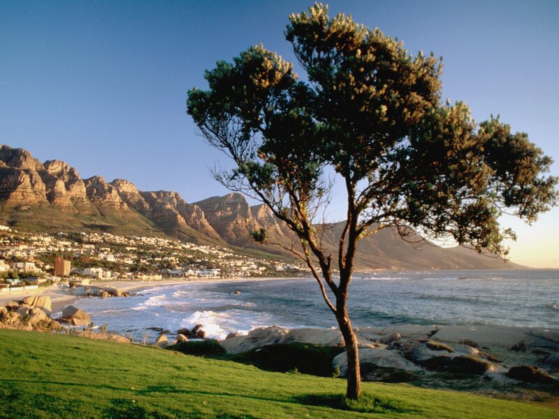 tree on a coastal hillside