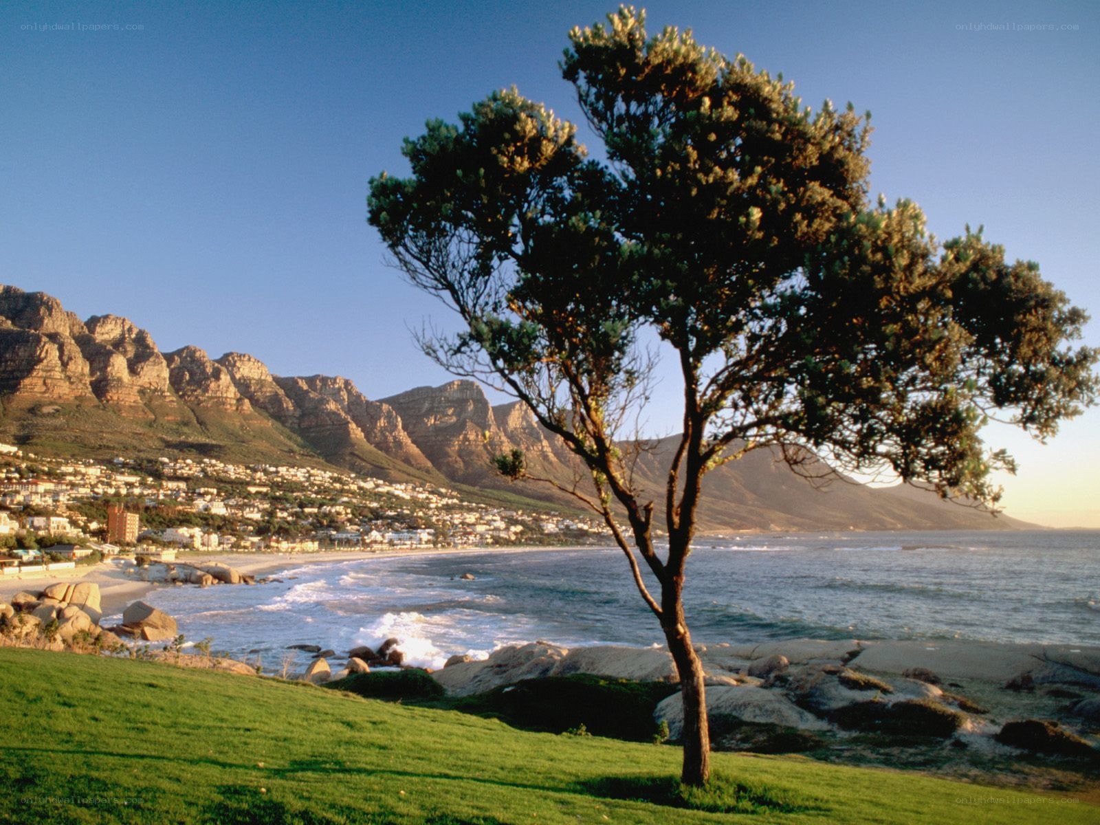 tree on a coastal hillside
