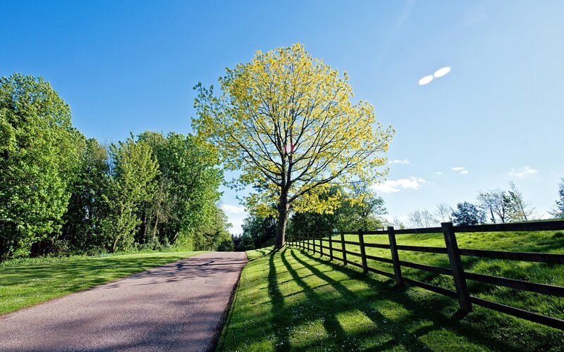 Tree on a Country Path