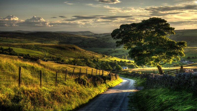 Tree on a Country Road — Green, Serene, Sunset