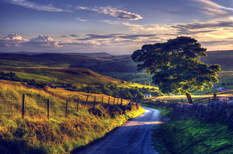 Tree on a Country Road — Green, Serene