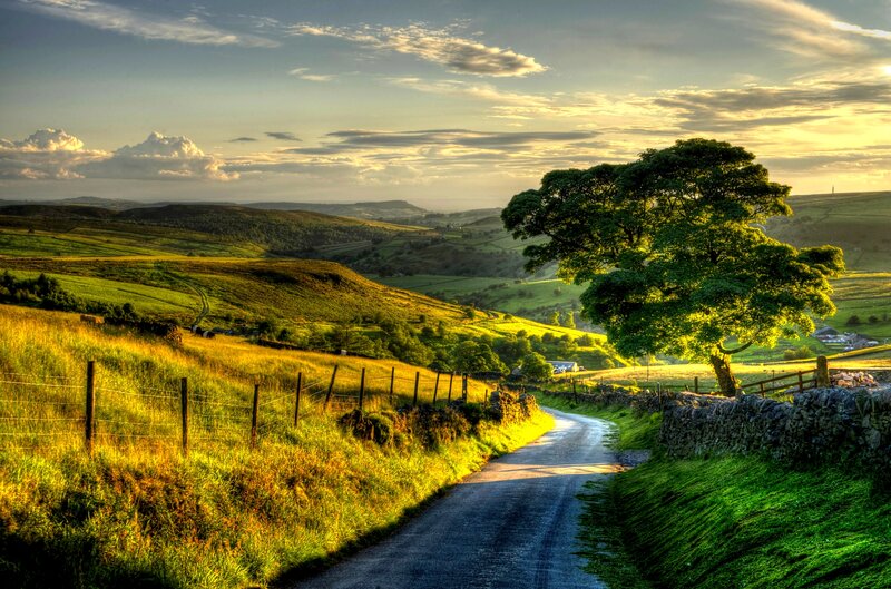 Tree on a Country Road — Green