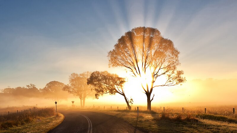 Tree on a Country Road