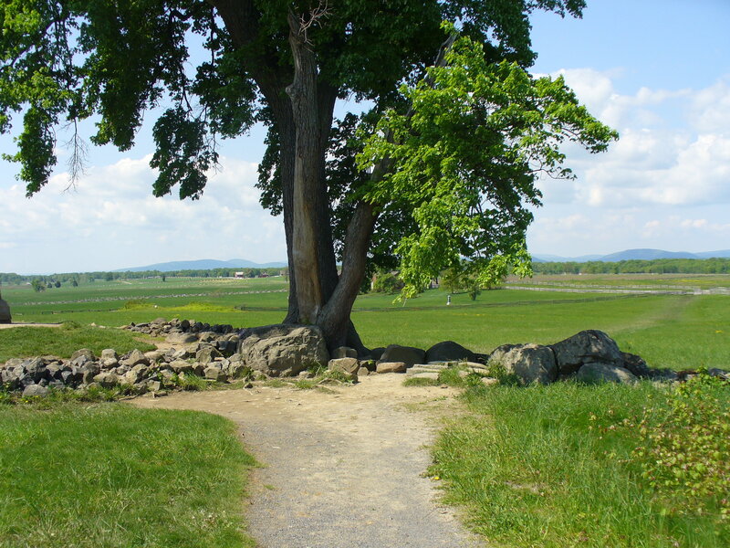 tree on a dirt path