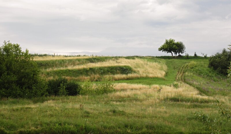 Tree on a Grassy Hill — Green