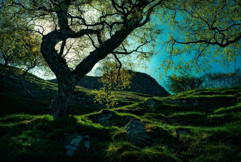 Tree on a grassy hillside