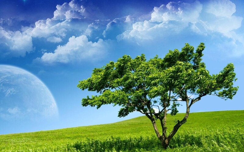 Tree on a green hill