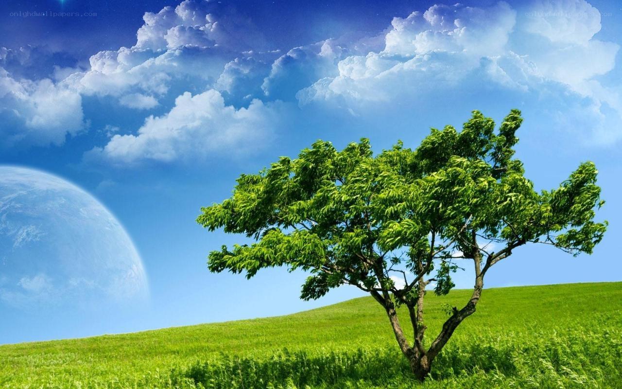 Tree on a green hill
