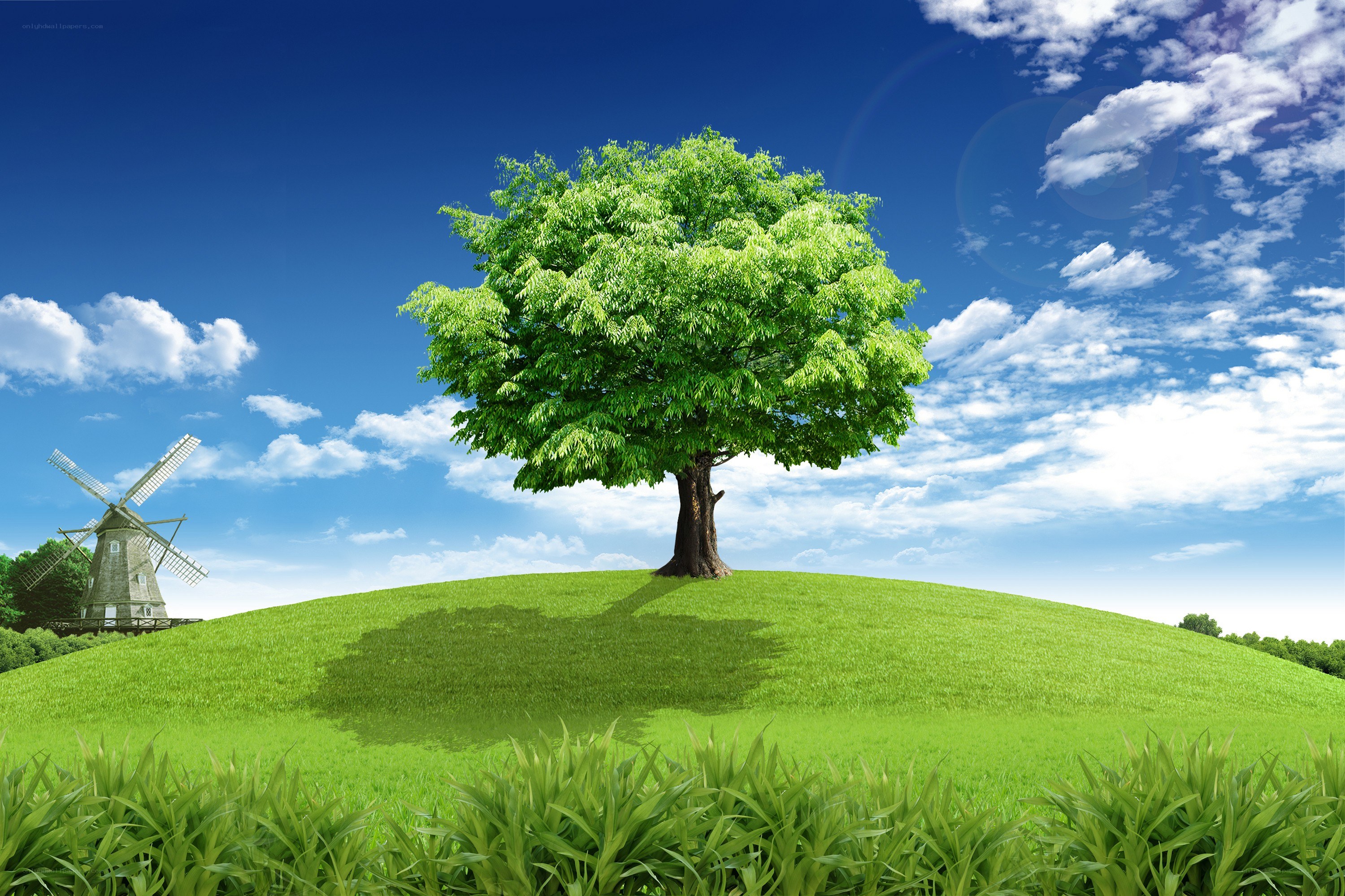 Tree on a green hill