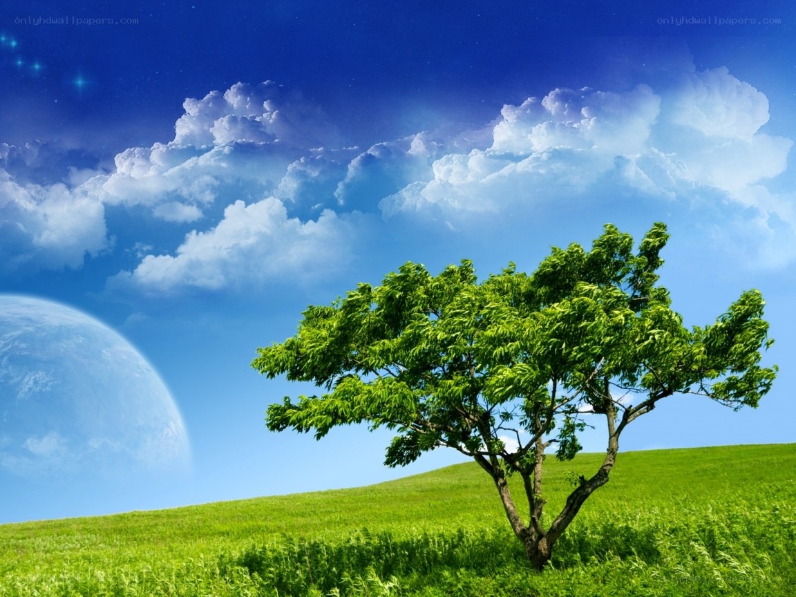 Tree on a green hill