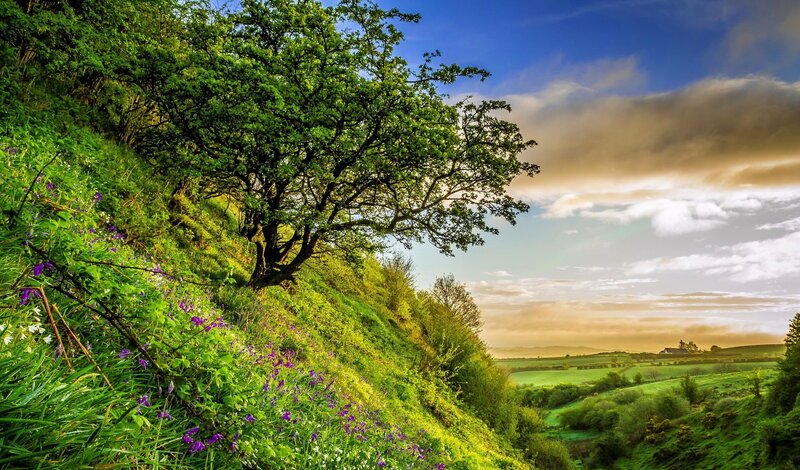 Tree on a Green Hillside — Serene