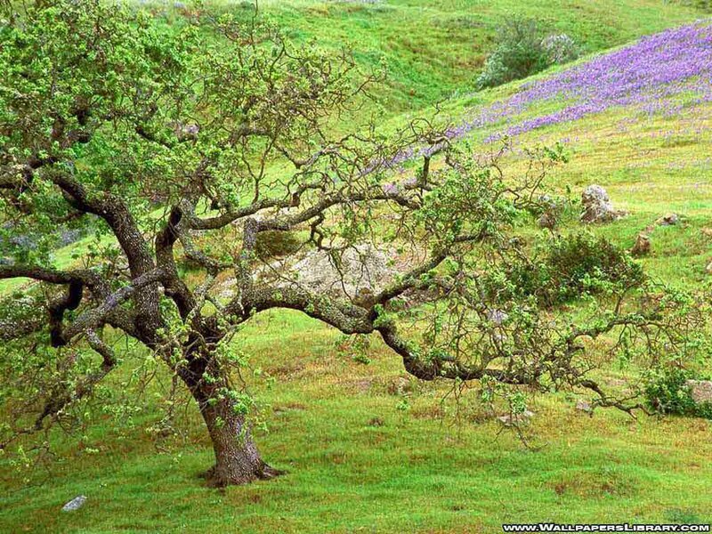 Tree on a green hillside