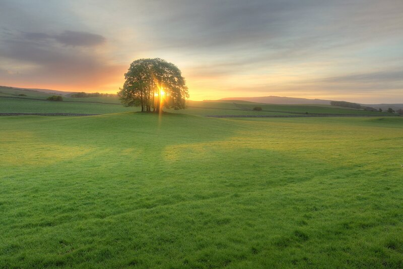 Tree on a Hill at Sunset — Green
