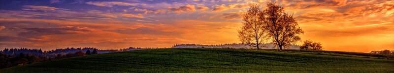 Tree on a Hill at Sunset — Orange