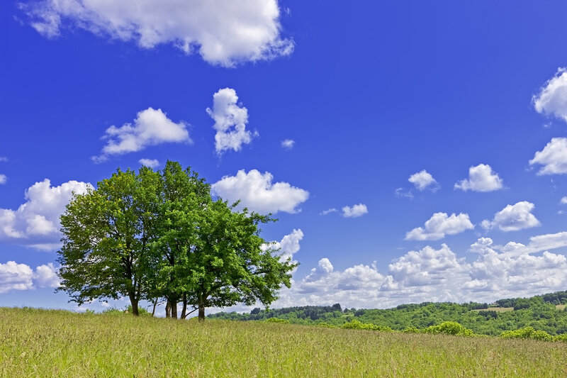 Tree on a Hill — Blue, Serene