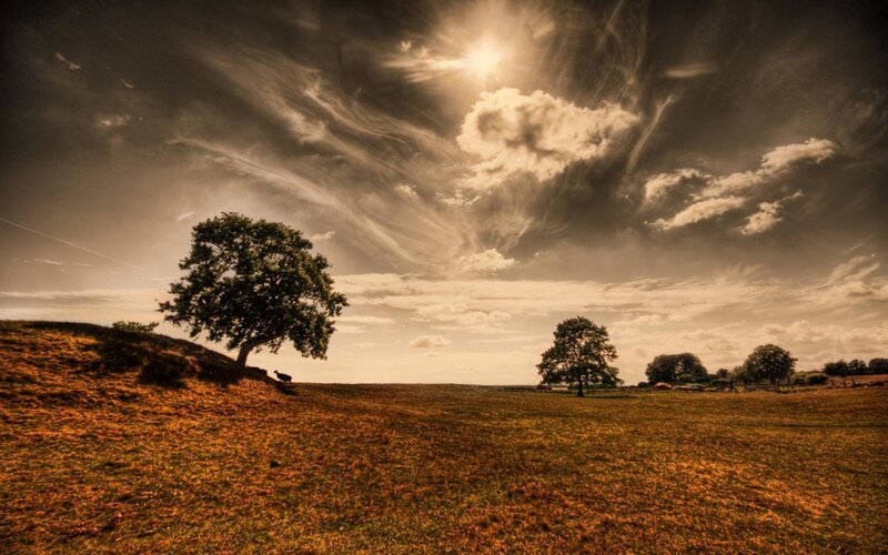 Tree on a Hill — Brown