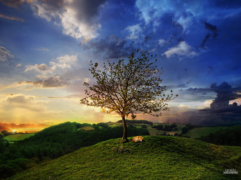 Tree on a Hill — Green, Dramatic