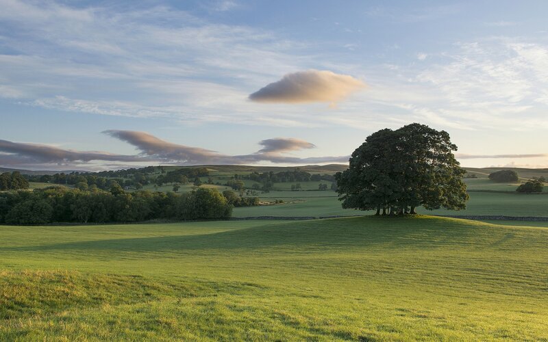 Tree on a Hill — Green, Serene, Morning, Photograph