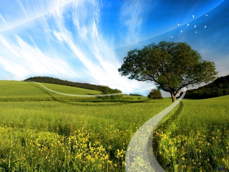 Tree on a Hill — Green, Serene