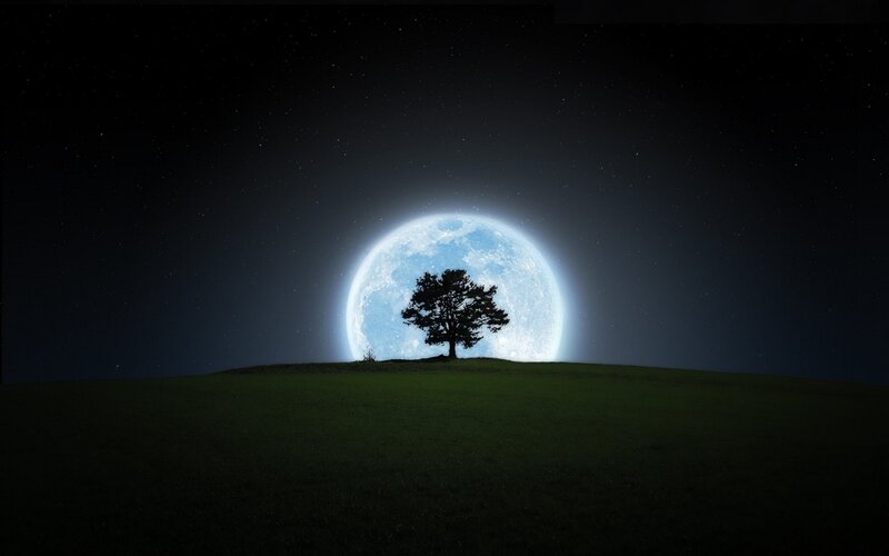 Tree on a hill under moonlight