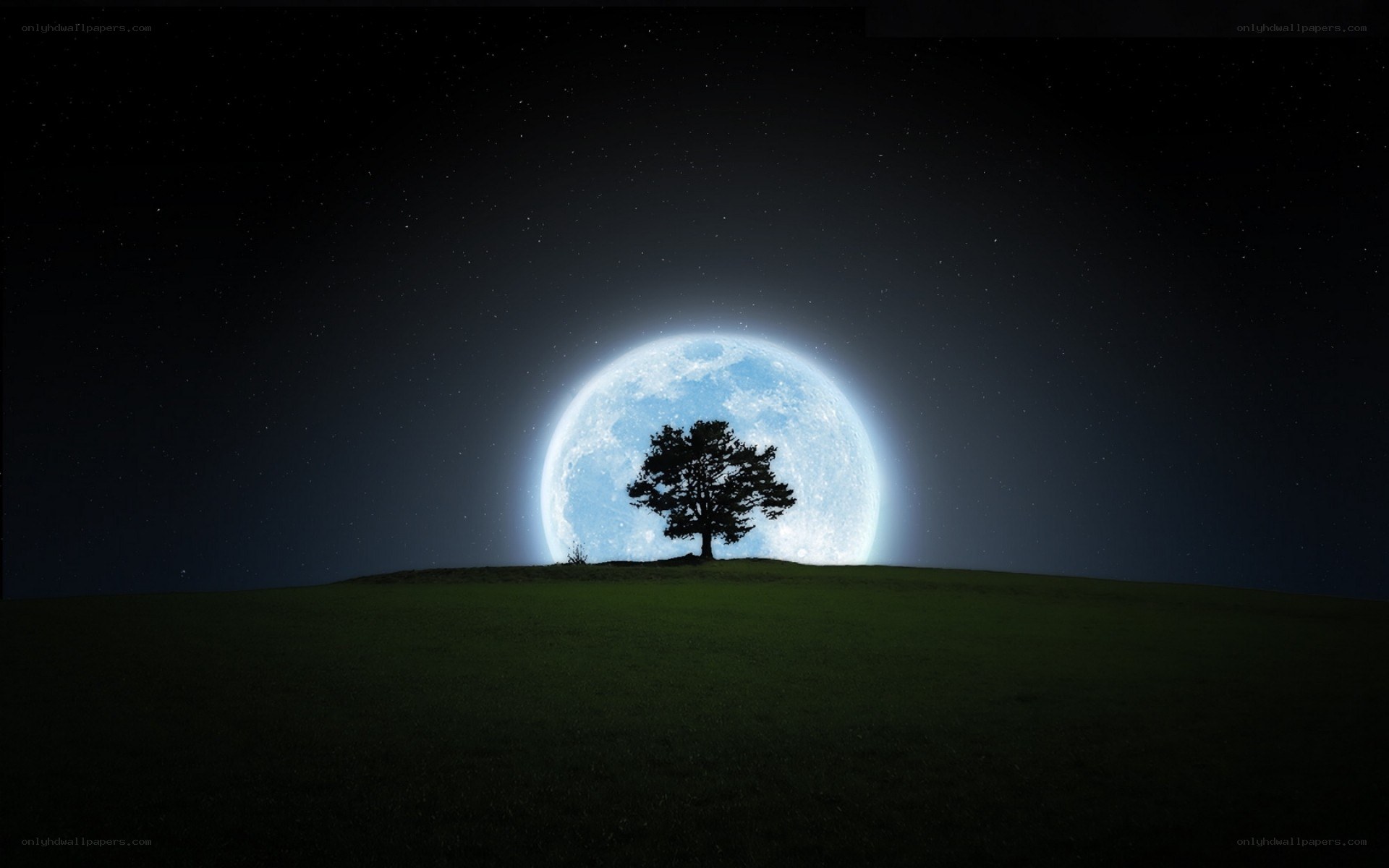 Tree on a hill under moonlight
