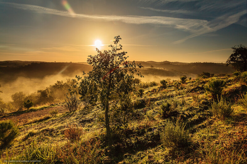 Tree on a Hillside — Gold, Serene, Sunrise