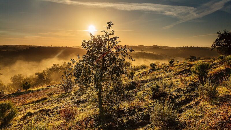 Tree on a Hillside — Gold, Serene