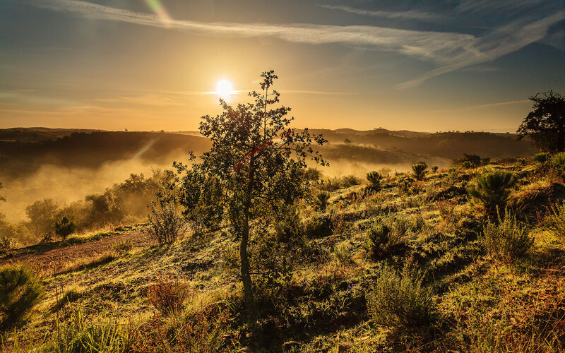 Tree on a Hillside — Gold