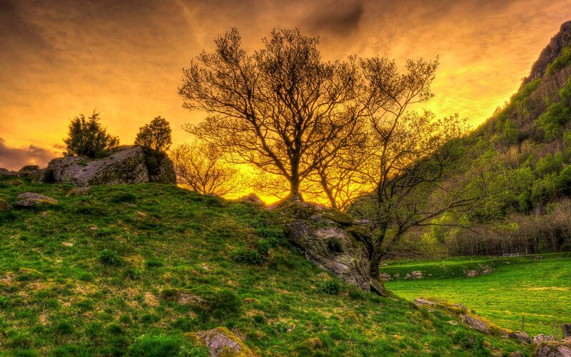 Tree on a Hillside — Green, Dramatic, Sunset