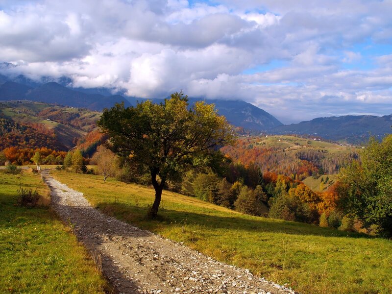 Tree on a Hillside — Green, Serene, Autumn