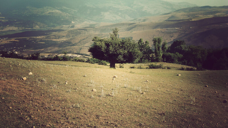 Tree on a Hillside — Green, Serene
