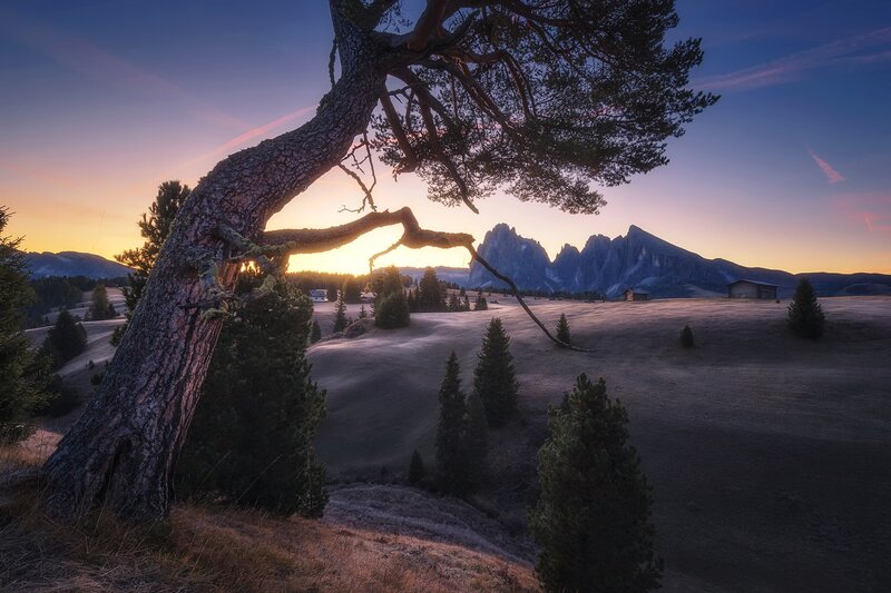Tree on a Hillside — Purple